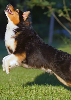 Glucosamine Chondroitin and more