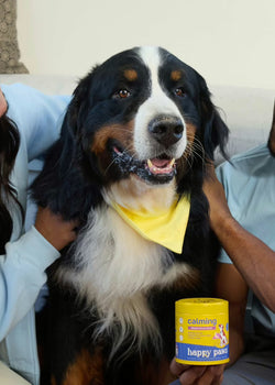 Natural Remedies for Dog Anxiety