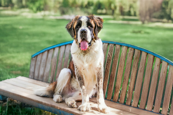 Saint Bernard – Happy Paws