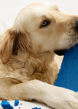 Separation Anxiety in Dogs Causes Training Tips and Calming Aids
