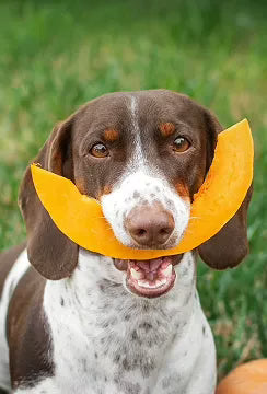 Probiotic Supplements for Dogs