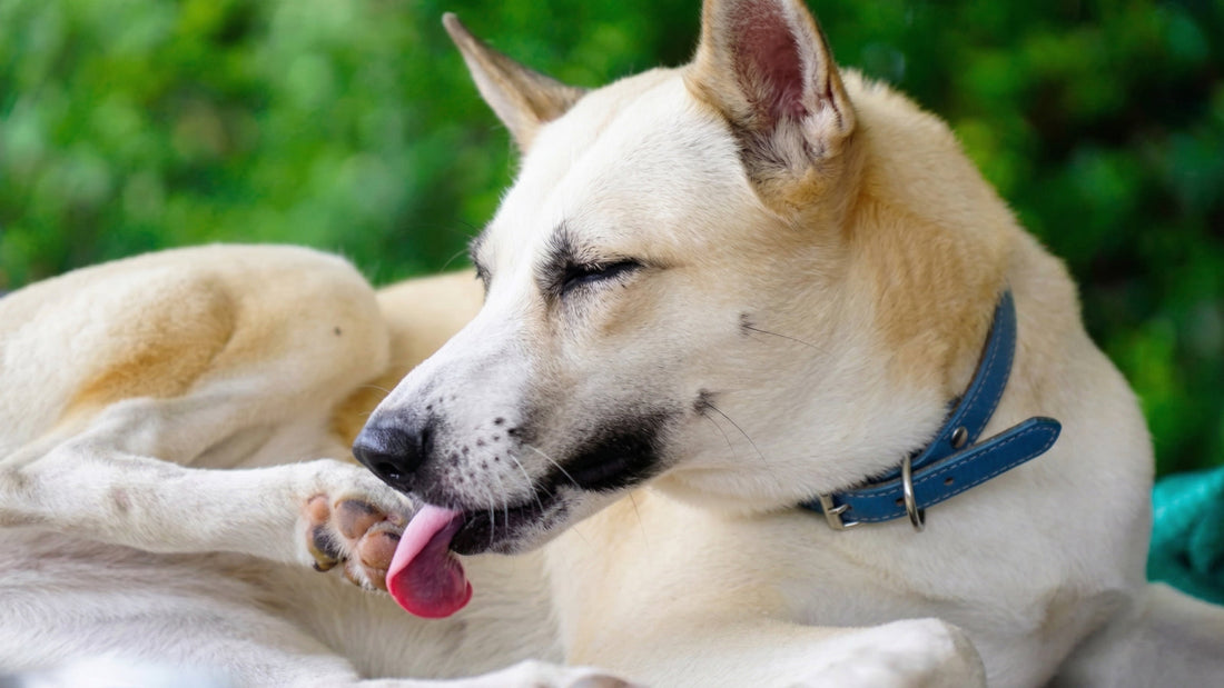Dog Licking Paws Constantly? Here’s What It Means
