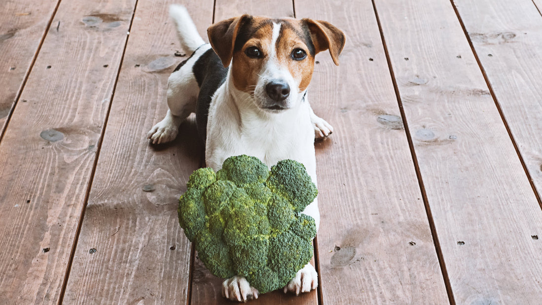Can Dogs Eat Broccoli