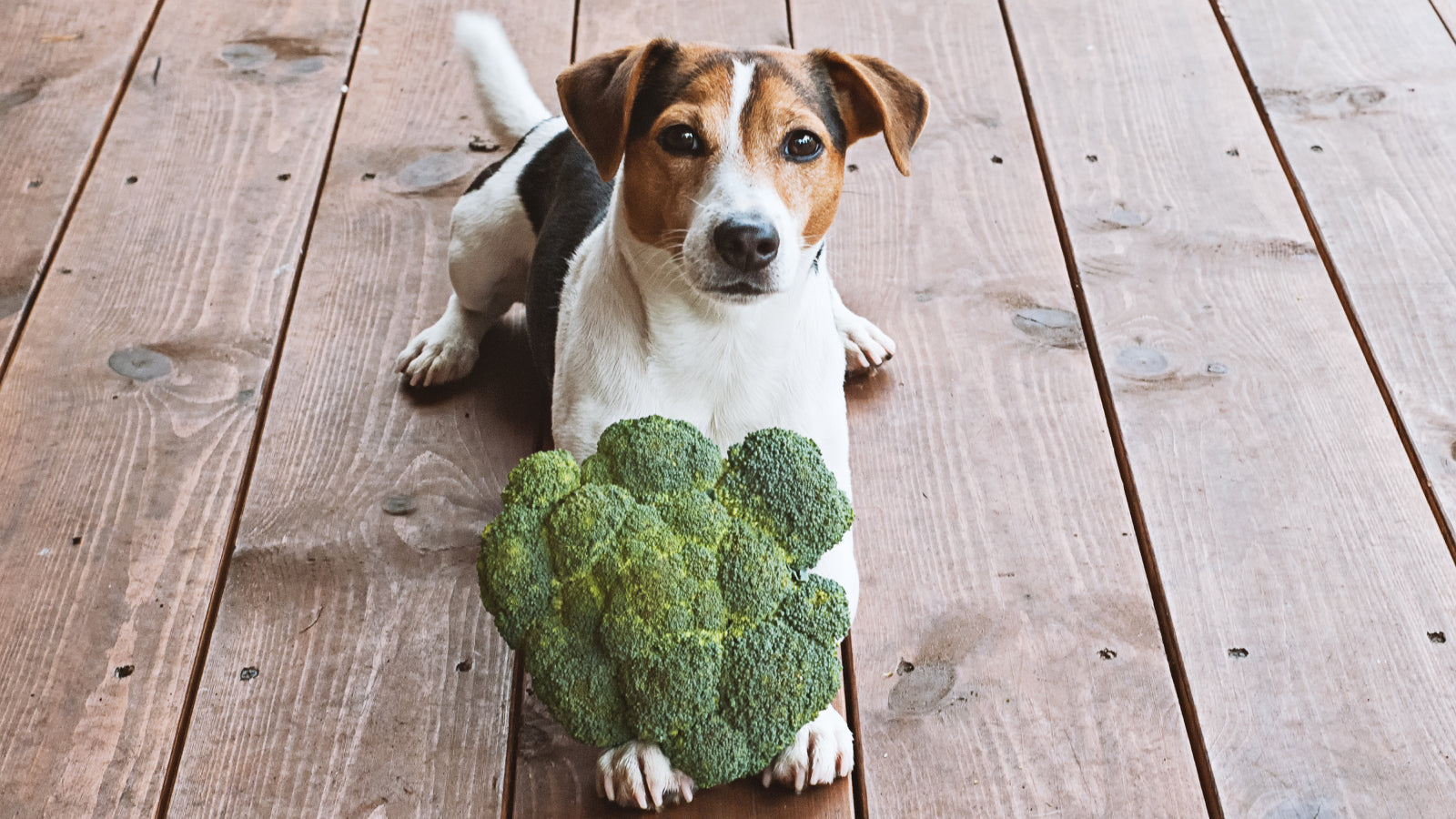Can Dogs Eat Broccoli