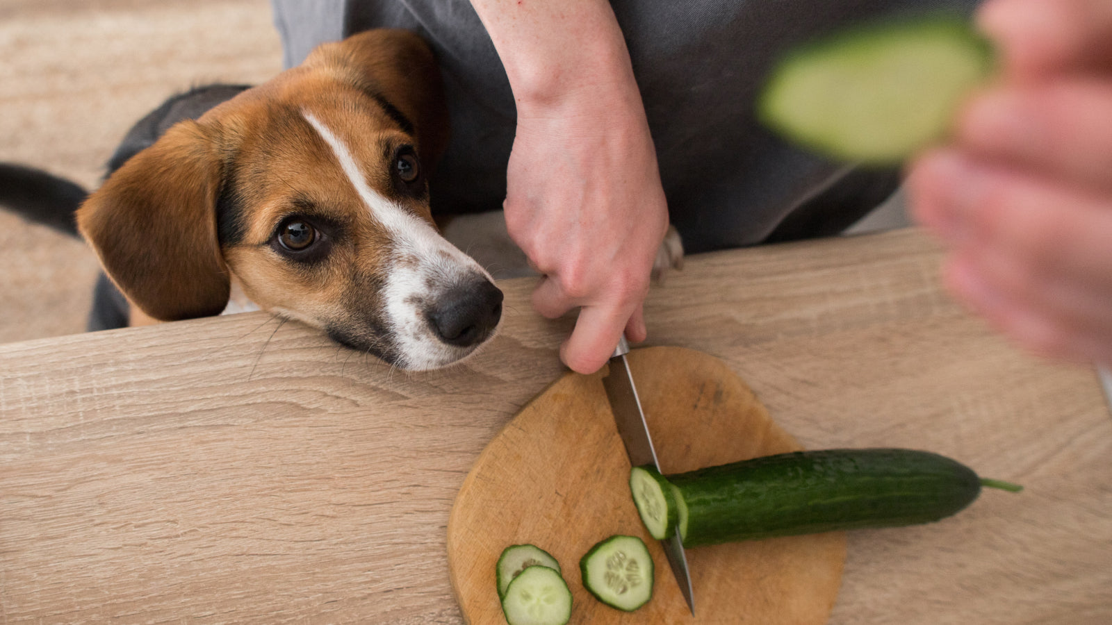 Can dogs eat cucumbers