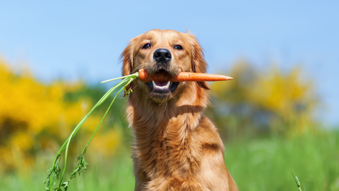 Can Dogs Eat Carrots?