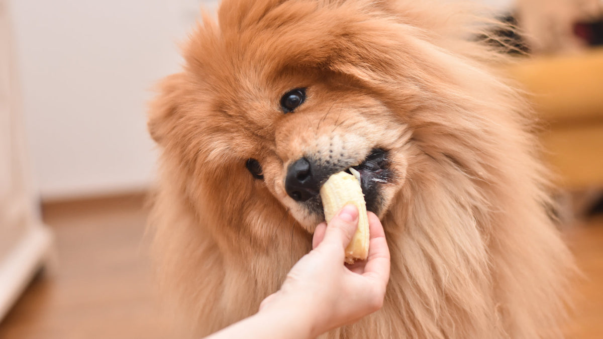 Can Dogs Eat Bananas? – Happy Paws