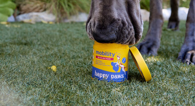 How Dog Joint Supplements Help Young & Old Puppers