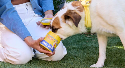 Multivitamin for Dogs: The Secret to a Healthier, Happier Pup!