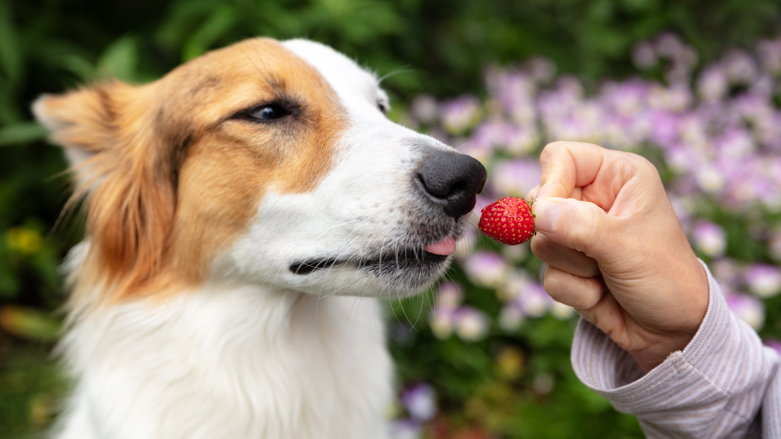 Can Dogs Eat Strawberries?