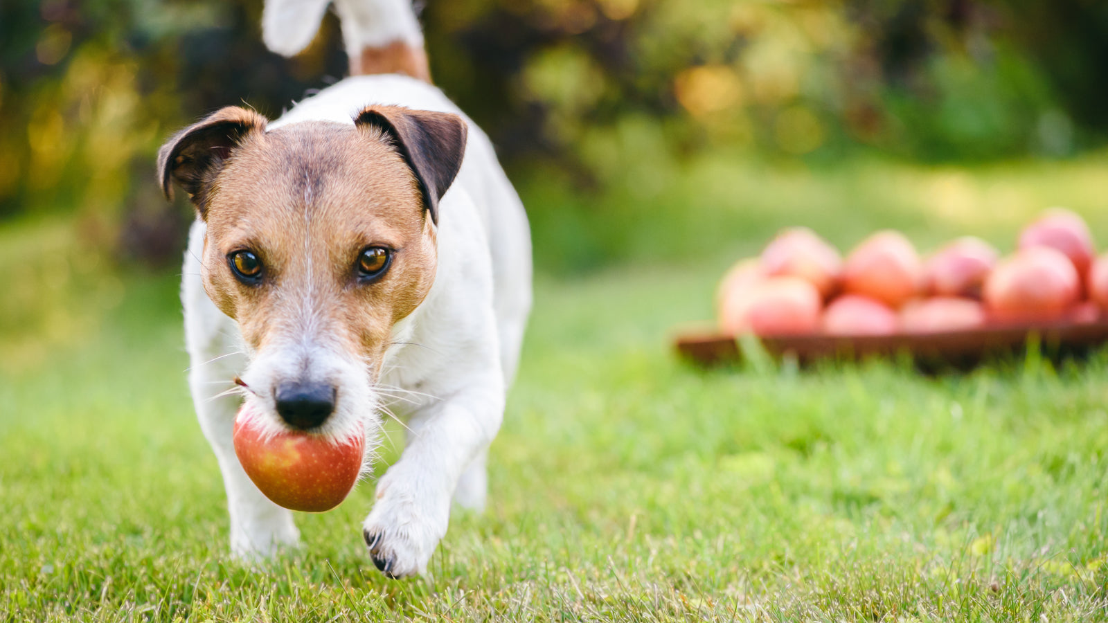 Can Dogs Eat Apples?