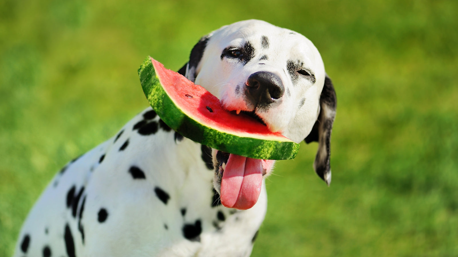 Can Dogs Eat Watermelon