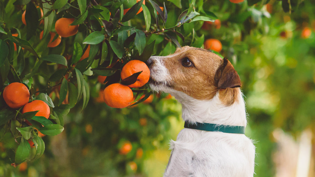 Can Dogs Eat Oranges?