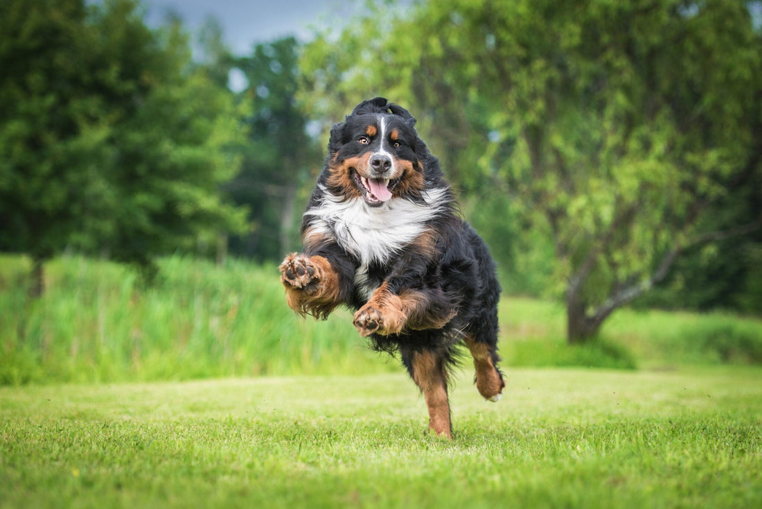 https://happypaws.com › blogs › blog › bernese-mountain-dog