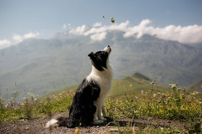 Border Collie