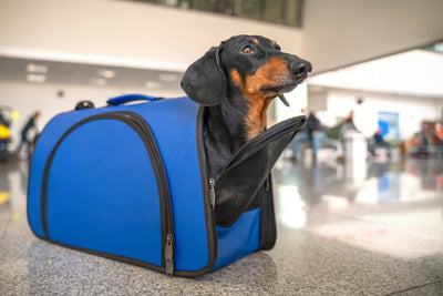 How to Travel With Dogs on Planes, Trains & Automobiles!