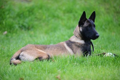 Belgian Malinois 