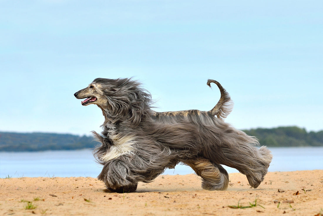 https://happypaws.com/blogs/blog/afghan-hound