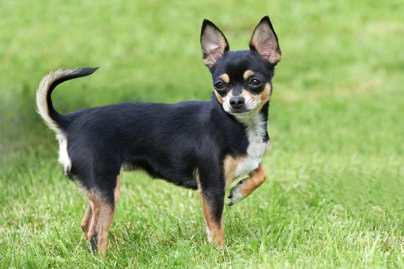 https://happypaws.com/blogs/blog/chihuahua