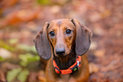 Dachshund