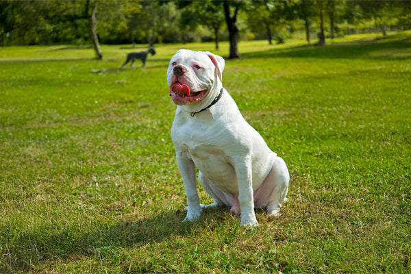 https://happypaws.com/blogs/blog/american-bulldog