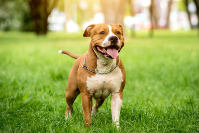 American Staffordshire Terrier