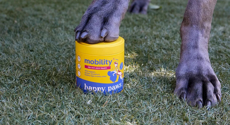 7 Natural Anti-Inflammatory Options to Support Your Dog’s Comfort