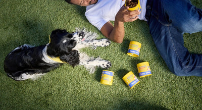 How to Find the Best Dog Supplements for Older Dogs