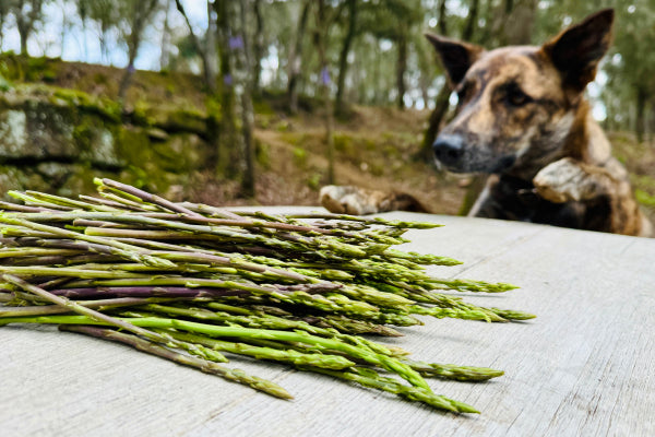 Can Dogs Eat Asaparagus