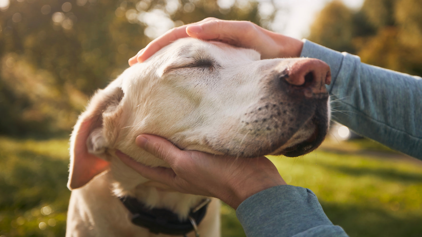 What Is Canine Cognitive Dysfunction?