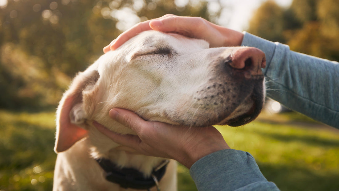 What Is Canine Cognitive Dysfunction?