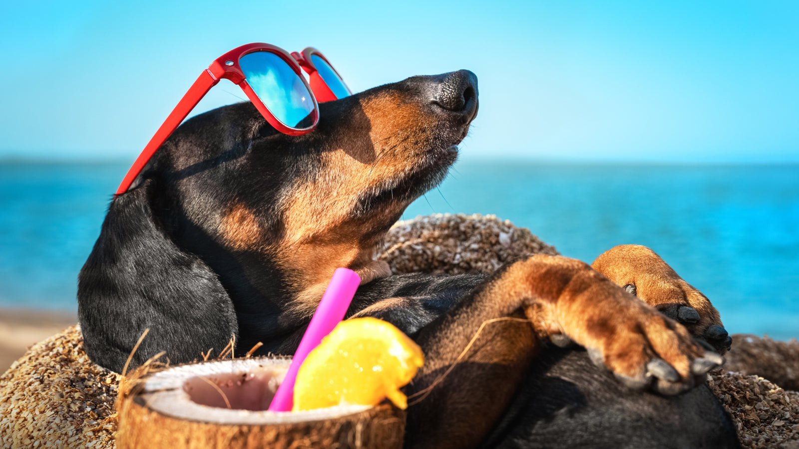 is coconut oil good for dogs