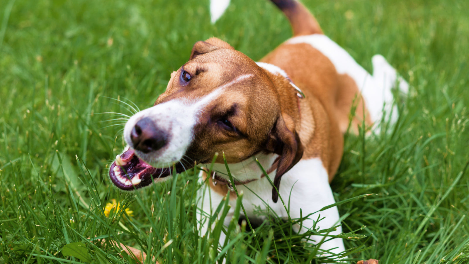 Why Do Dogs Eat Grass blog header