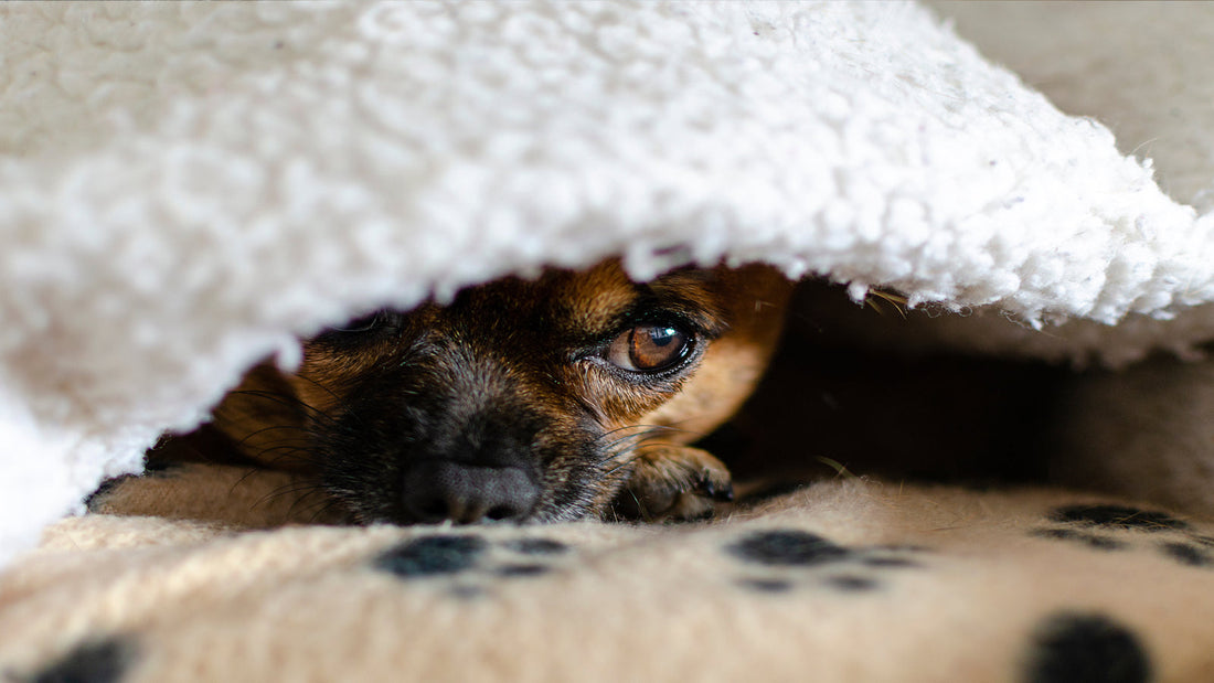 Noise Sensitivity in Dogs blog header