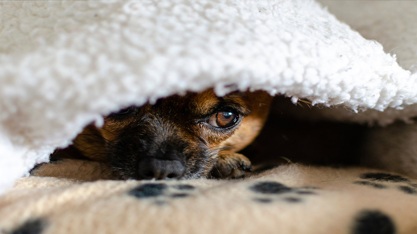 Noise Sensitivity in Dogs blog header