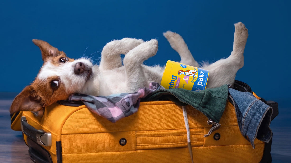 Travel Anxiety in Dogs blog header