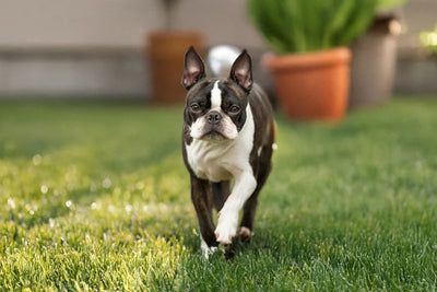 Boston Terrier