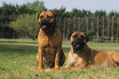 Bullmastiff