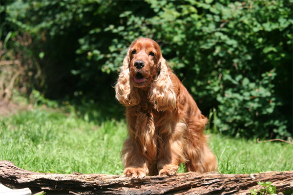 https://happypaws.com/blogs/blog/cocker-spaniel