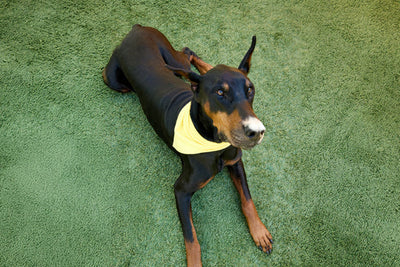 Doberman Pinscher