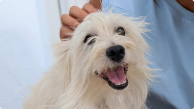 Dog Dental Care 101: Keeping Your Dog’s Teeth Clean at Home