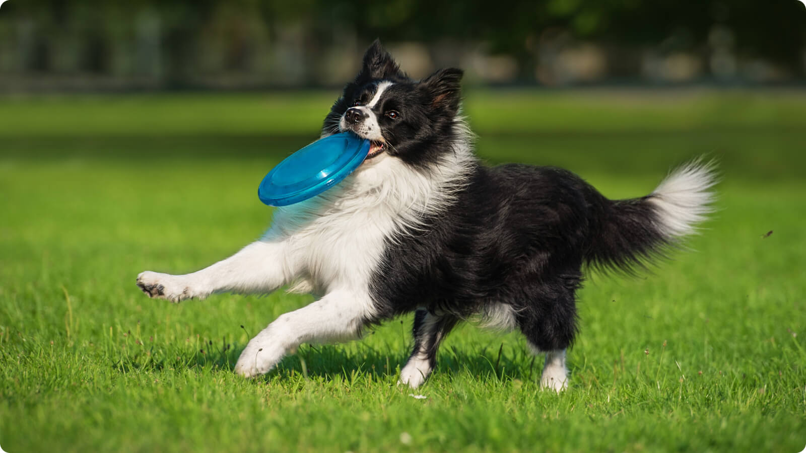 Dog Joint Health 101: A Guide to Raising Healthy, Active Dogs – Happy Paws