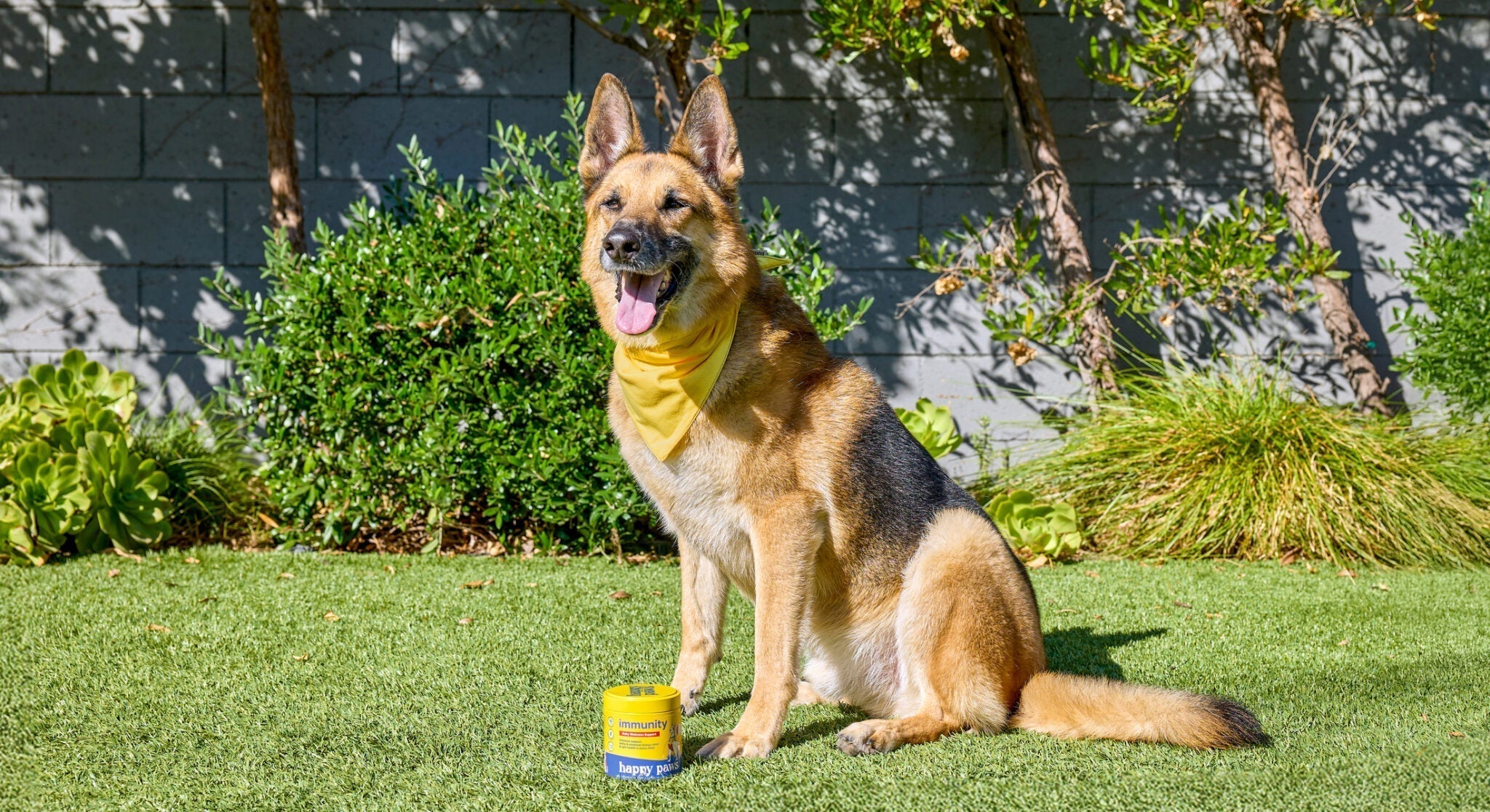 Natural Skin and Allergy Supplements for Dogs