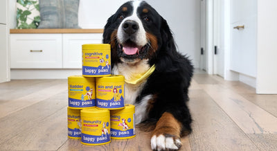 A Beginner's Guide to Dog Supplements & Vitamins