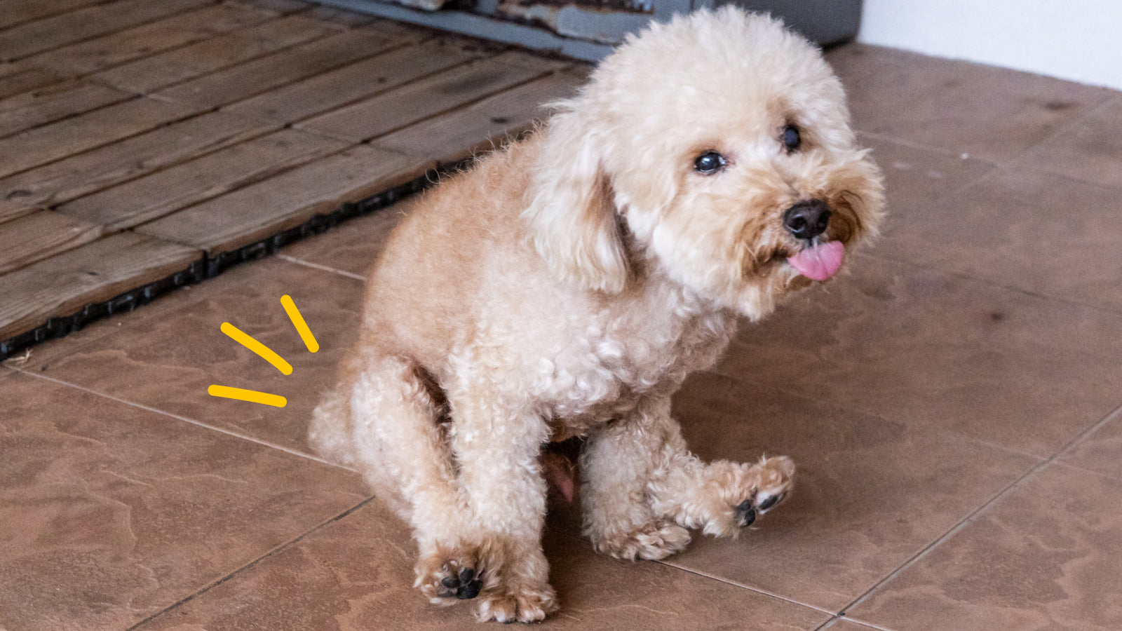 Why Is My Dog Scooting Their Butt on the Floor?