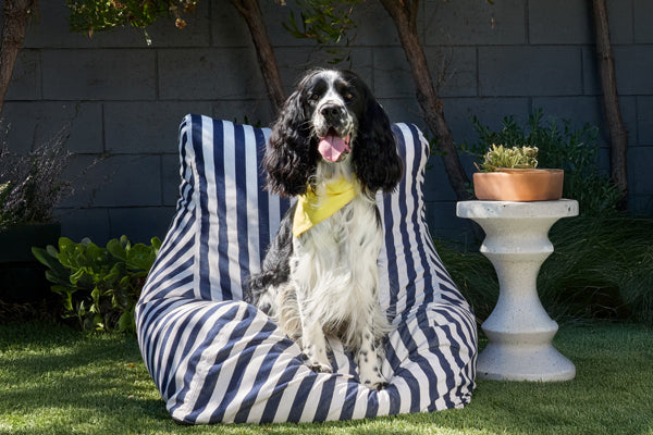 https://happypaws.com/blogs/blog/english-cocker-spaniel
