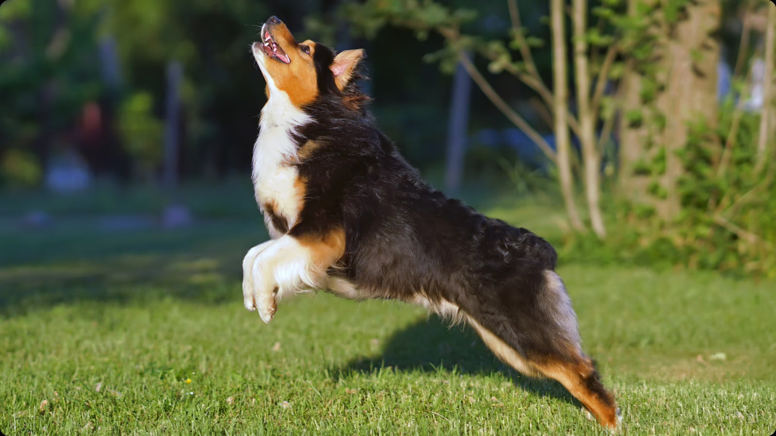 Glucosamine Chondroitin and more