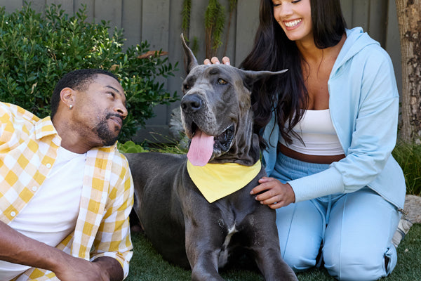 https://happypaws.com/blogs/blog/great-dane