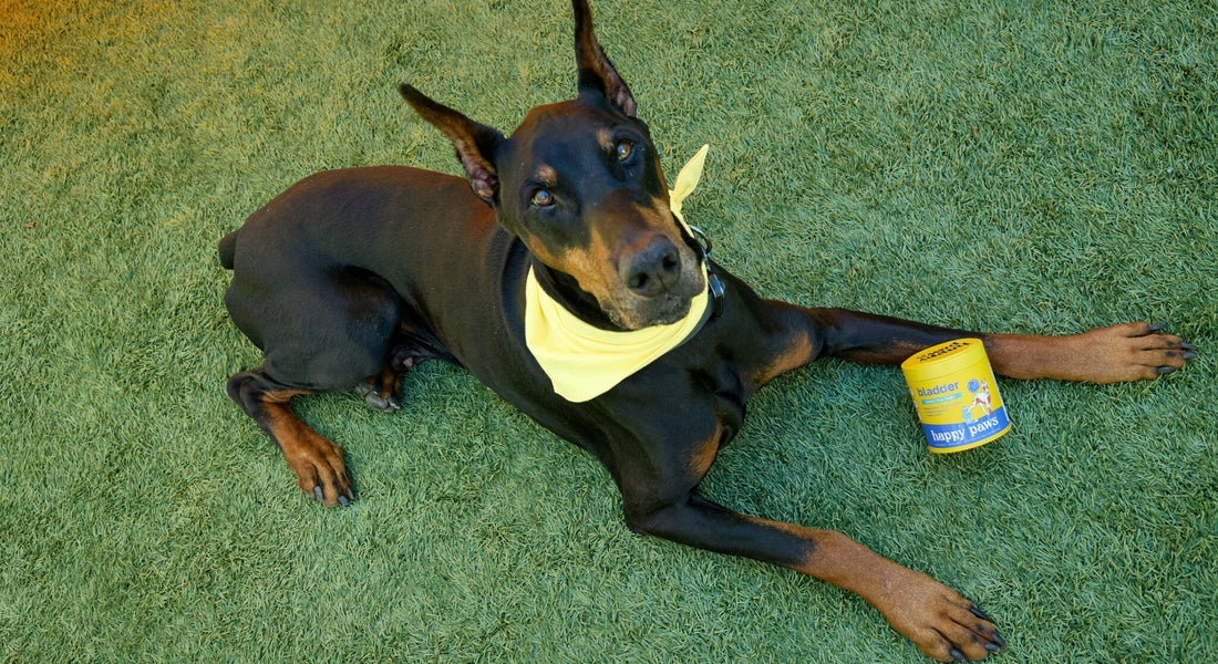 Why Is My Dog Peeing So Much? 6 Possible Health Causes You Shouldn’t Ignore