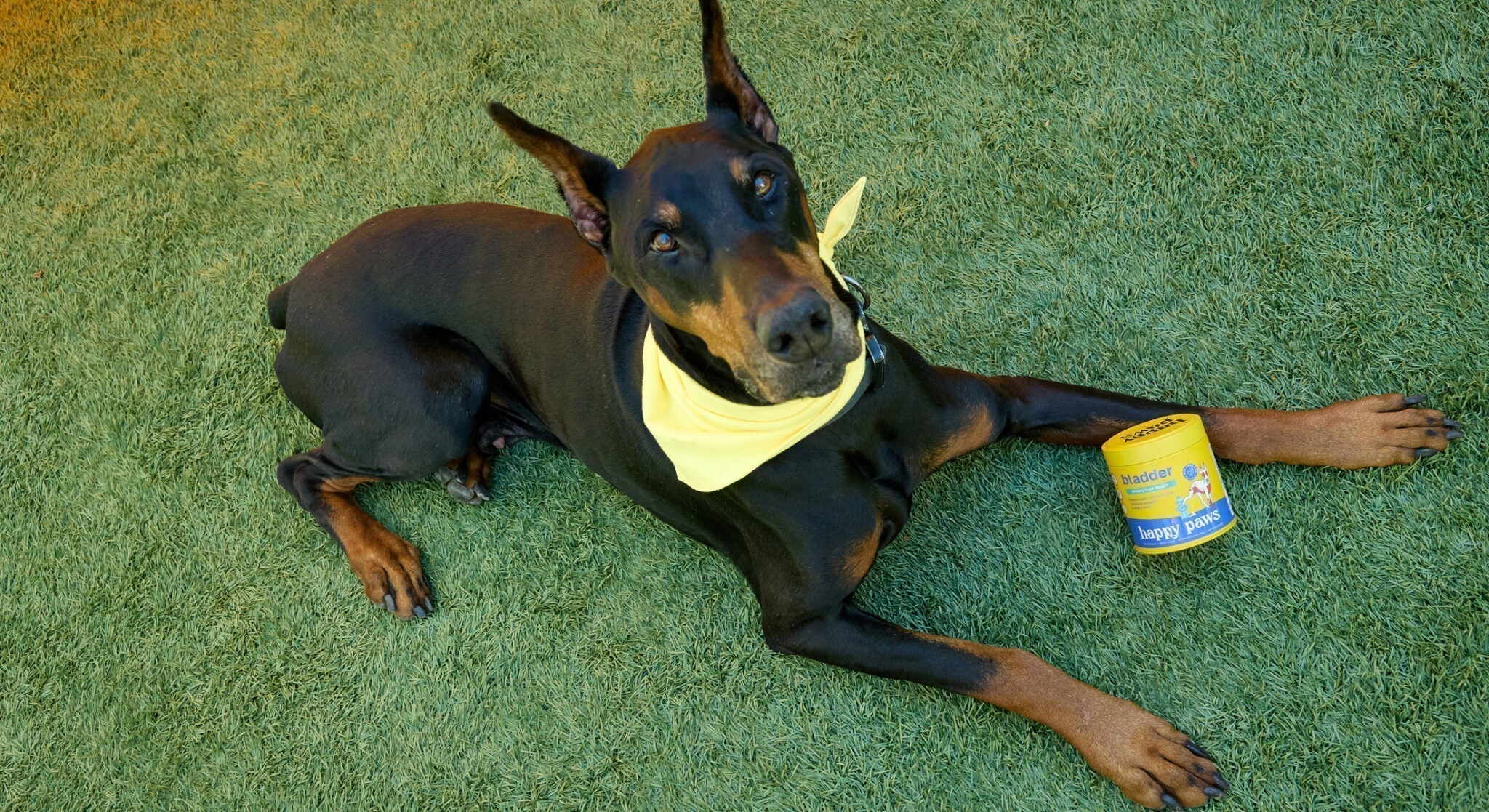 Why Is My Dog Peeing So Much? 6 Possible Health Causes You Shouldn’t Ignore